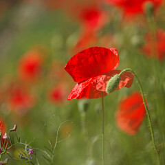 Obraz premium Flora of Gran Canaria - Papaver rhoeas, common poppy isolated on white background 