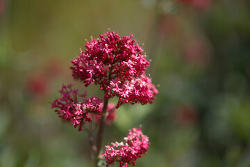 Flora of Gran Canaria -  Centranthus ruber, red valerian, invasive in Canaries natural macro floral background
