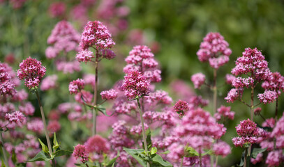 Flora of Gran Canaria -  Centranthus ruber, red valerian, invasive in Canaries natural macro floral...
