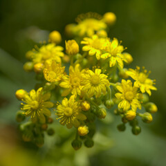 Flora of Gran Canaria - buds of Aeonium spathulatum, small houseleek endemic to Canary islands natural macro floral background
