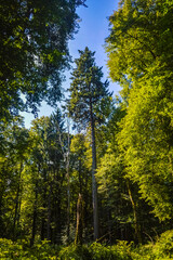 A tall tree in the Bialowieza Primeval Forest, Poland and Belarus