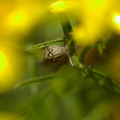 Locust on yellow broom flowers natural macro background