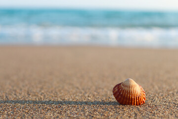 Seashell on sandy beach close-up. Concept of summer, beach vacation. Selective focus, copy space for text