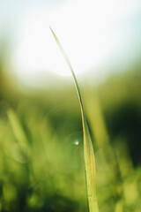 Green grass in sunlight. Beautiful nature