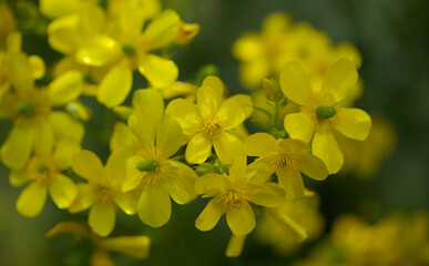 Flora of Gran Canaria - bright yellow flowers of Ranunculus cortusifolius, Canary buttercup natural macro floral background
