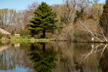Fototapeta na wymiar Tree and reflection in pond in the spring