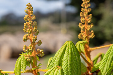 Close up of a buds on a horse chestnut (aesculus) tree