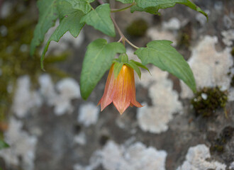 Flora of Gran Canaria -  Canarina canariensis, Canary bellflower natural macro floral background
