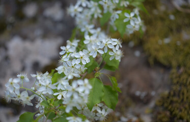 Horticulture of Gran Canaria -  fruit trees blossoming in sping, March, natural macro floral background
