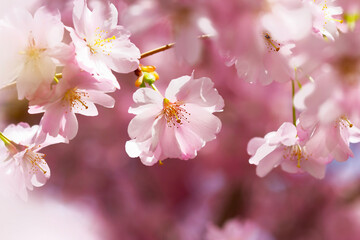 Fototapeta premium cherry blossom sakura