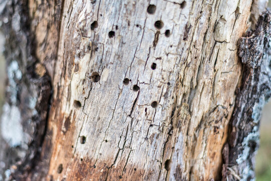 CORTEZA DE ARBOL CON TERMITAS