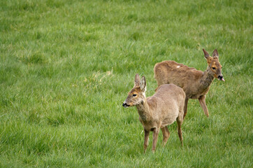 roe deer eating lush green spring meadow grass