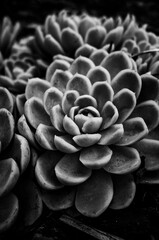 Black and white succulent plant