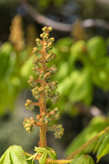Close up of a buds on a horse chestnut (aesculus) tree