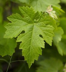 Viticulture of Gran Canaria - fresh young leaves on vine plants in early spring