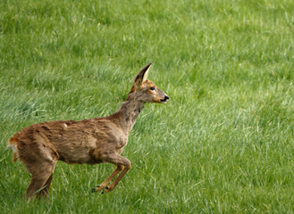 wild Roe Deer running, jumping and prancing on Salisbury Plain, North Wessex Downs AONB