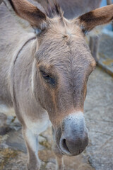 Fototapeta premium Asinara Island's endemic donkey