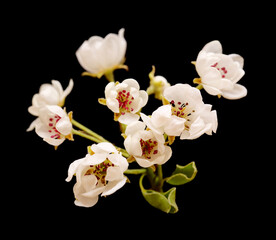 Fototapeta na wymiar White flowers of pear tree isolated on black background