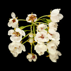 White flowers of pear tree isolated on black background
