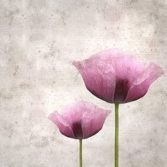 stylish textured old paper square background with pink poppy Papaver somniferum
