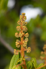 Close up of a buds on a horse chestnut (aesculus) tree