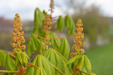 Close up of a buds on a horse chestnut (aesculus) tree