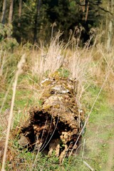 fallen old tree