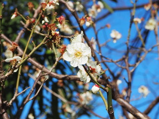 白いウメの花