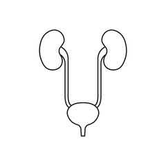 Urinary bladder and kidneys icon.  Urogenital system. Vector. Line style.	