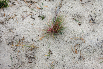 Poland, Hel - tuft of grass on a dune
