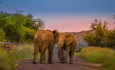 Fototapeta na wymiar Two African elephants fighting on a road in a natioanl park during sunset safari in South Africa