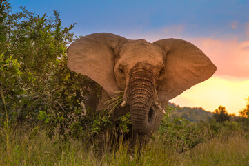 Naklejka na ściany i meble Aggressive African elephant at sunset in a national park during safari