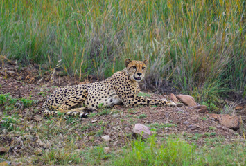 Cheetah relaxing and stalking in Pilanesberg national park
