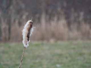 Close up Bulrush or Typha latifolia plants against natural green and reeds bokeh background copy space