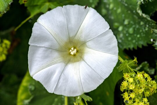 Field Bindweed (Convolvulus arvensis) Flower in the Morning