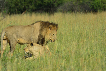 A mating pair of brown lion and lioness in Pilanesberg national park
