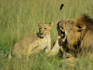 African brown lion and cubs cuddling and showing affection