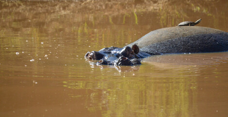 A large Hippopotamus or Hippo submerged in water on a hot summer day in Pilanesberg national park