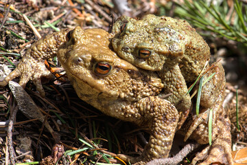 Male and Female Common Toad (Bufo bufo) in Mating Preparation