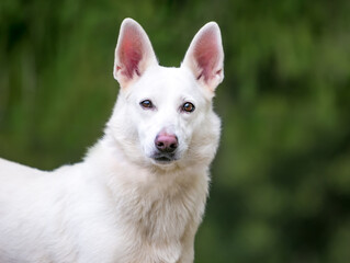 A white Shepherd dog looking at the camera outdoors