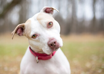 A Pit Bull Terrier mixed breed dog wearing a collar and looking at the camera with a head tilt
