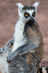 Ring tailed Lemur (Lemur catta)