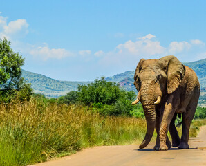Fototapeta na wymiar Huge and musth African elephant (Loxodonta Africana) road block in Kruger national park
