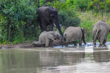 A family of African elephants with a baby drinking water from a dam in summer