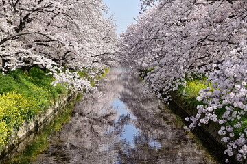 Fototapeta premium 五条川の桜