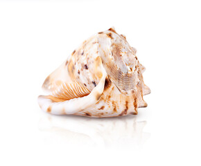 Seashell Cassis Cornuta on white background
