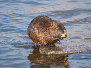 close up coypu, Myocastor coypus or nutria eating vegetable at stone in river water, golden hour natural light, selective focus