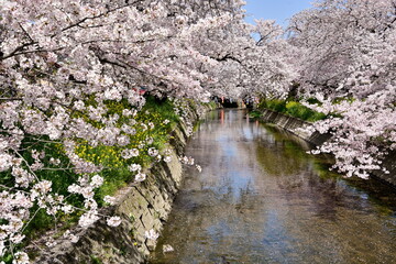 五条川の桜