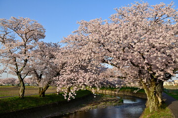 Naklejka premium 五条川の桜