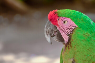 Obraz premium Guacamaya 